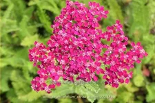 Achillea millefolium 'Cerise Queen'