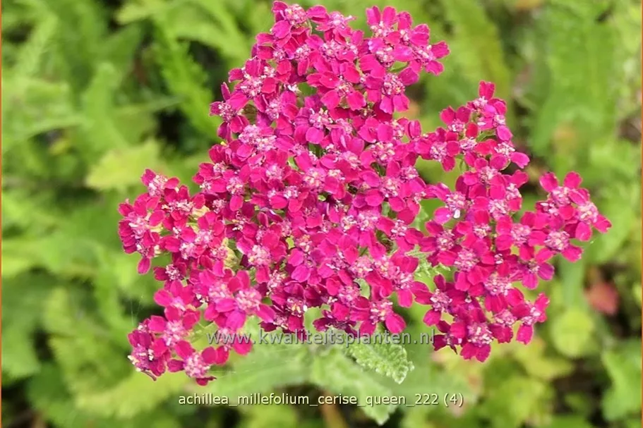 Achillea millefolium 'Cerise Queen'