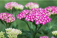 Achillea millefolium 'Cerise Queen'