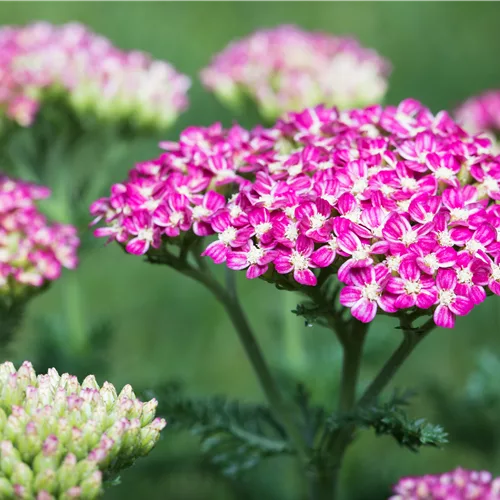 Achillea millefolium 'Cerise Queen'