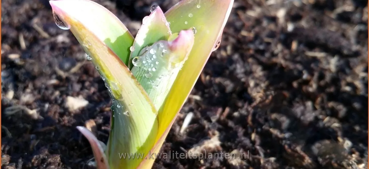 Allium giganteum (pot 11 cm)