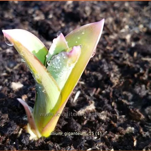 Allium giganteum (pot 11 cm)