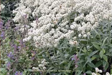 Anaphalis triplinervis 'Silberregen'