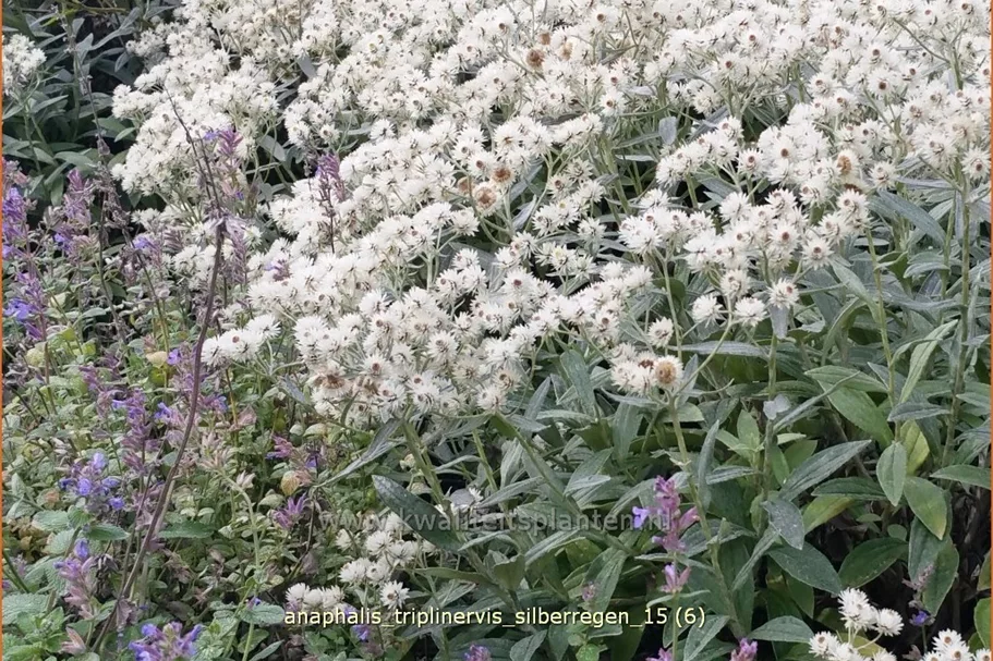 Anaphalis triplinervis 'Silberregen'