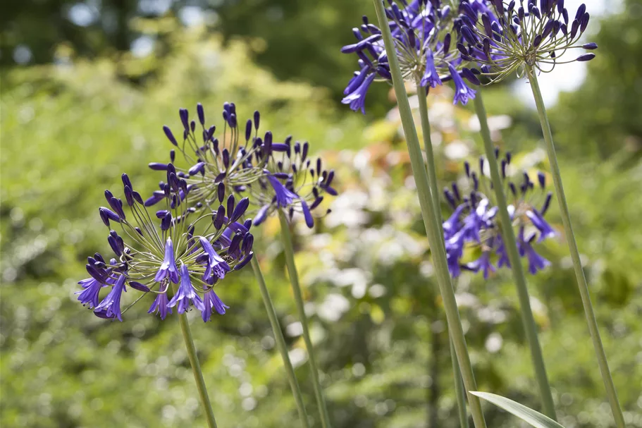 Agapanthus hybride 'Purple Cloud'
