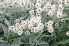 Anaphalis triplinervis 'Silberregen'