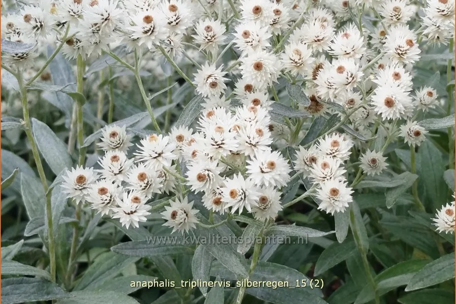 Anaphalis triplinervis 'Silberregen'