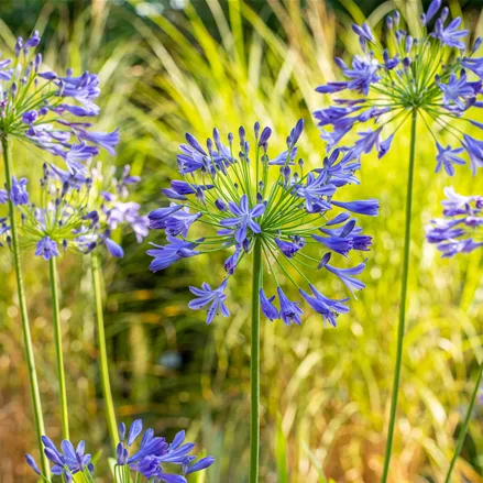 Agapanthus hybride 'Purple Cloud'