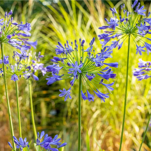 Agapanthus hybride 'Purple Cloud'