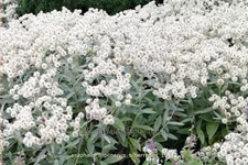 Anaphalis triplinervis 'Silberregen'