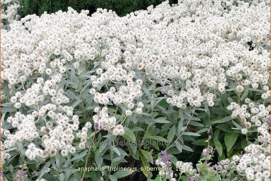 Anaphalis triplinervis 'Silberregen'