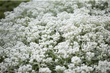Anaphalis triplinervis 'Silberregen'
