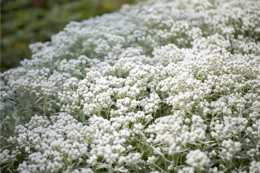 Anaphalis triplinervis 'Silberregen'