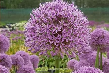 Allium 'Gladiator' (pot 11 cm)
