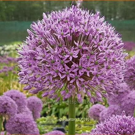 Allium 'Gladiator' (pot 11 cm)