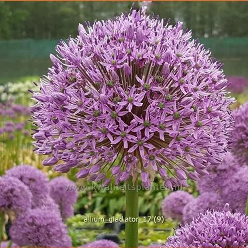 Allium 'Gladiator' (pot 11 cm)