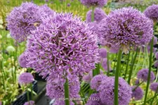 Allium 'Gladiator' (pot 11 cm)