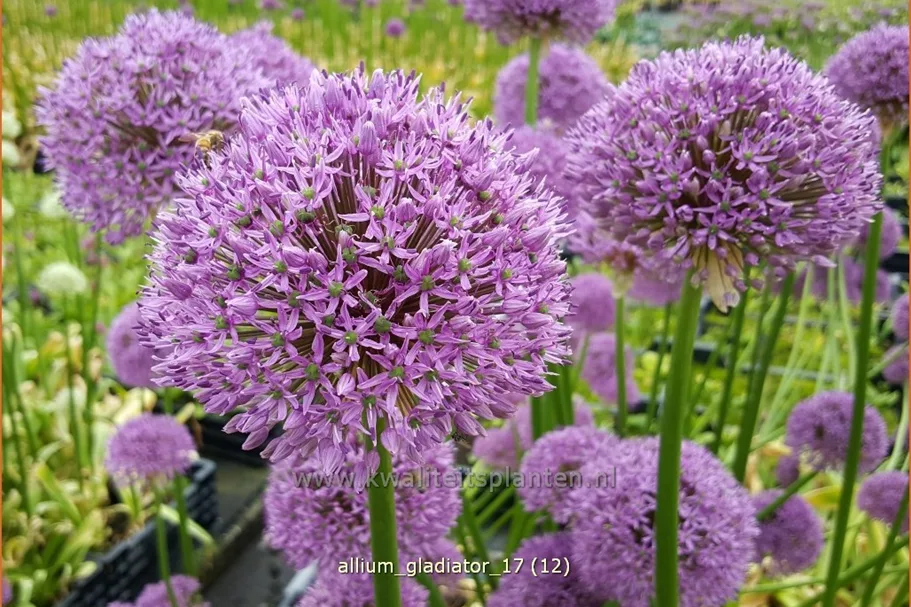 Allium 'Gladiator' (pot 11 cm)