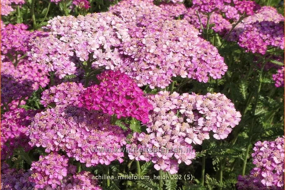 Achillea millefolium 'Heidi'