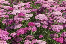 Achillea millefolium 'Heidi'