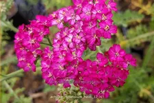 Achillea millefolium 'Heidi'