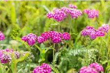 Achillea millefolium 'Heidi'