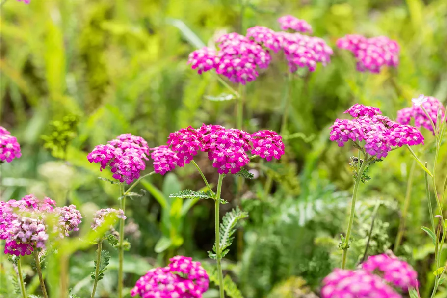Achillea millefolium 'Heidi'