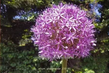 Allium 'Globemaster' (pot 11 cm)