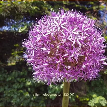 Allium 'Globemaster' (pot 11 cm)