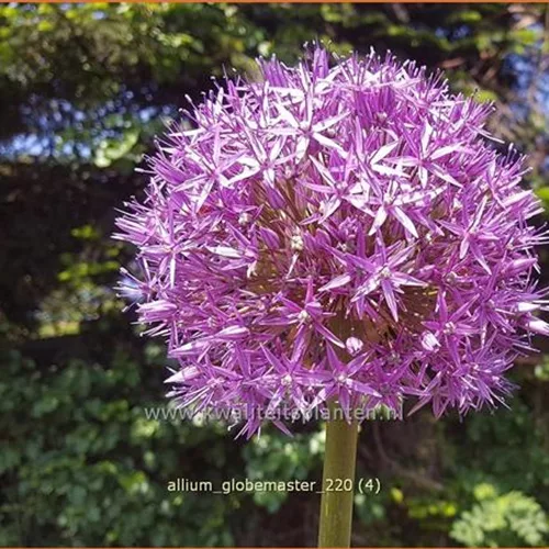 Allium 'Globemaster' (pot 11 cm)