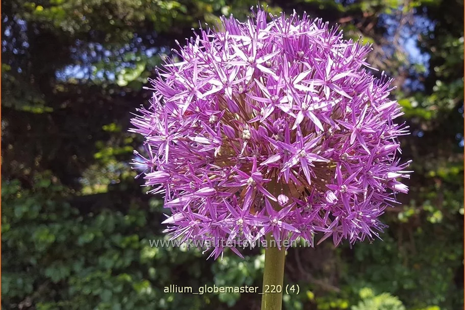 Allium 'Globemaster' (pot 11 cm)