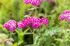 Achillea millefolium 'Heidi'