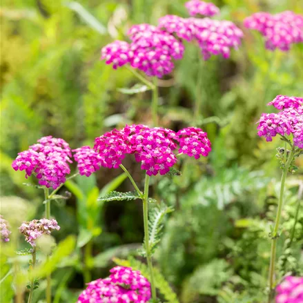 Achillea millefolium 'Heidi'