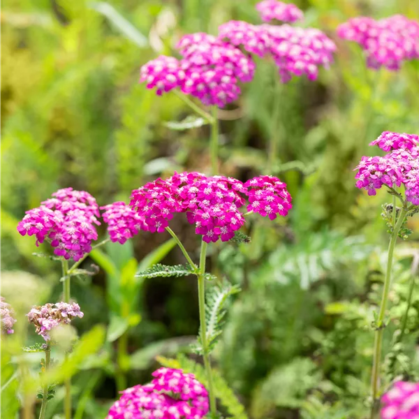 Achillea millefolium 'Heidi'