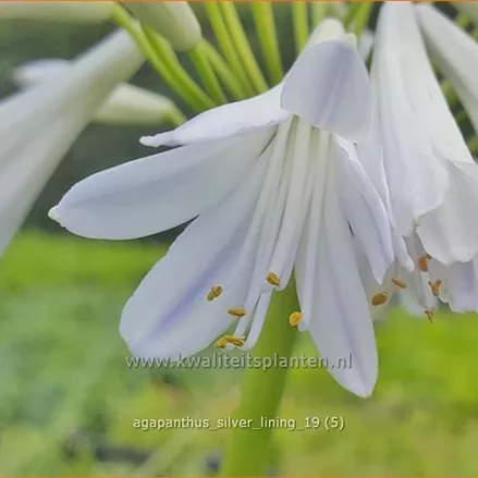 Agapanthus 'Silver Lining'