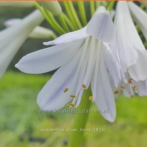 Agapanthus 'Silver Lining'