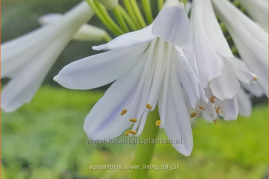 Agapanthus 'Silver Lining'
