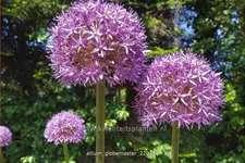Allium 'Globemaster' (pot 11 cm)