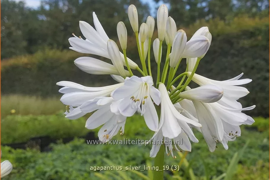 Agapanthus 'Silver Lining'