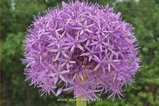 Allium 'Globemaster' (pot 11 cm)