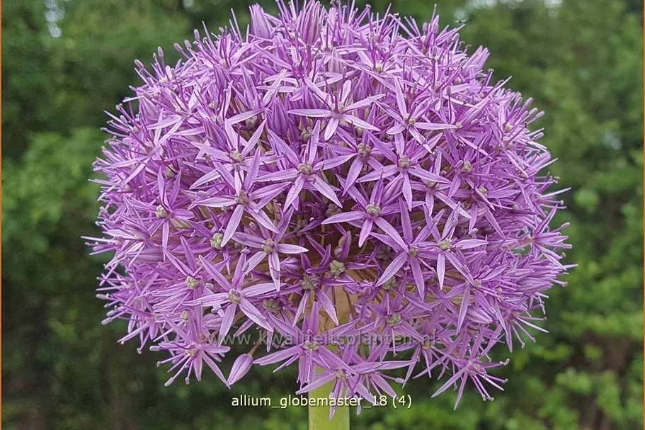 Allium 'Globemaster' (pot 11 cm)