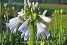 Agapanthus 'Silver Lining'