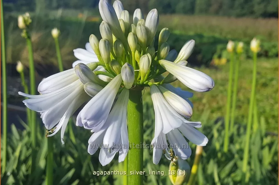Agapanthus 'Silver Lining'