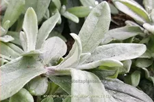 Anaphalis triplinervis 'Silver Wave'