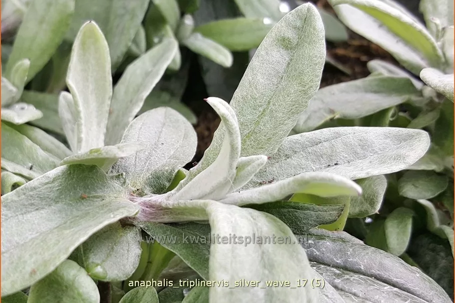 Anaphalis triplinervis 'Silver Wave'