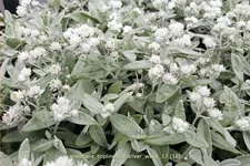 Anaphalis triplinervis 'Silver Wave'