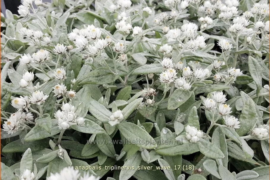 Anaphalis triplinervis 'Silver Wave'