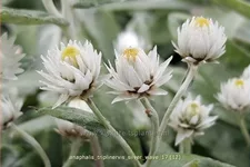 Anaphalis triplinervis 'Silver Wave'
