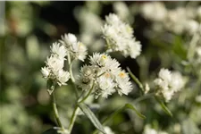 Anaphalis triplinervis 'Silver Wave'