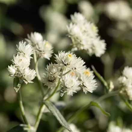 Anaphalis triplinervis 'Silver Wave'